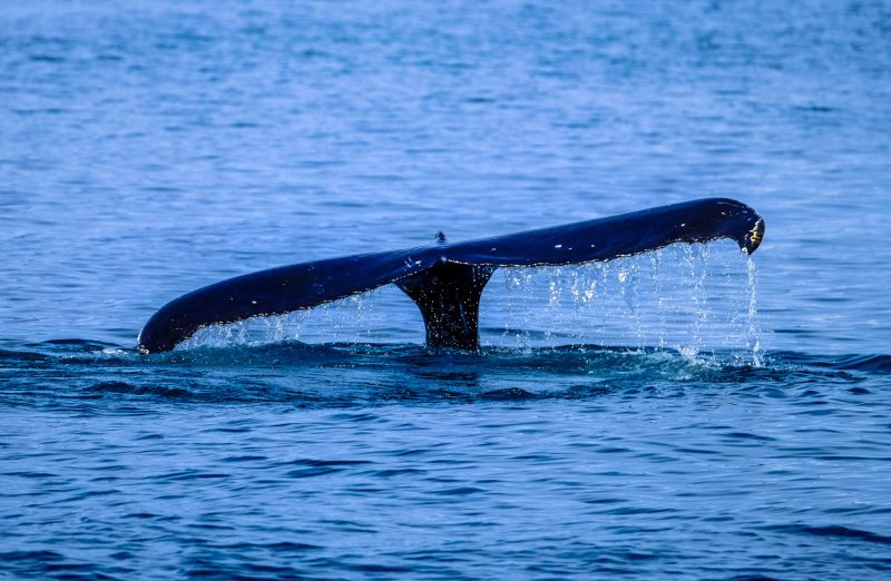 Comenzó la temporada de avisaje de ballenas en Punta del Este